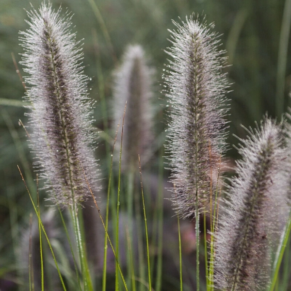 Rozplenica japońska 'National Arboretum' – Pennisetum, piórkówka sadzonka